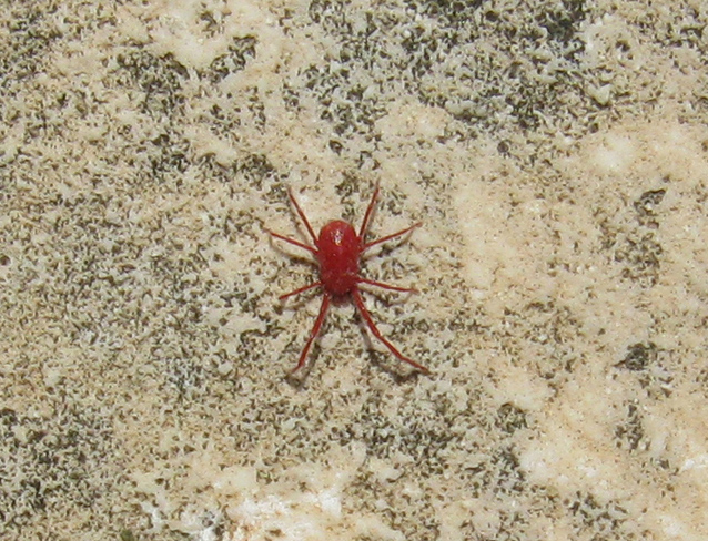 Acaro Balaustium sp.